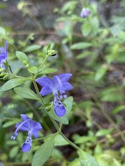 Trichostema dichotomum