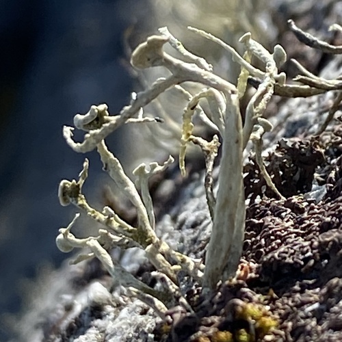 Ramalina cuspidata