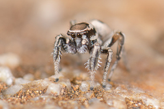 Habronattus clypeatus