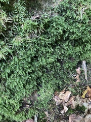 Plagiomnium undulatum