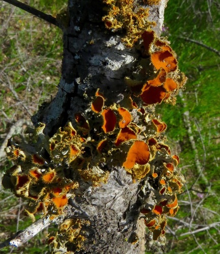 iNaturalist observation photo of Golden-eye Lichen