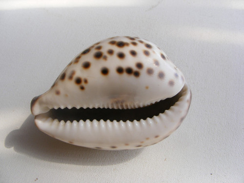Cypraea tigris