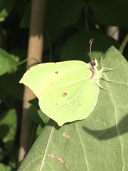 Gonepteryx rhamni