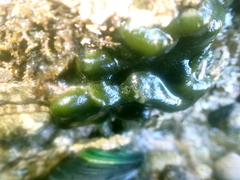 Codium convolutum