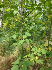 Acer negundo