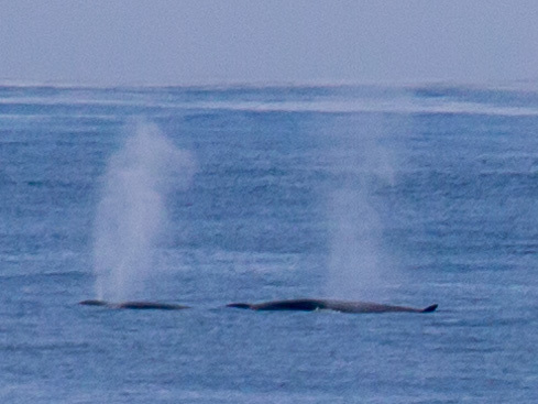 Fin whale