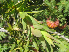 Liparia splendens splendens