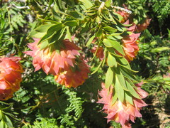 Liparia splendens splendens