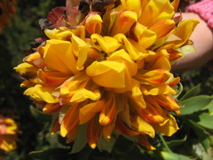 Liparia splendens splendens