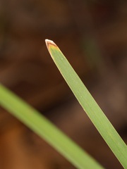 Lomandra multiflora multiflora