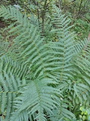 Dryopteris filix-mas