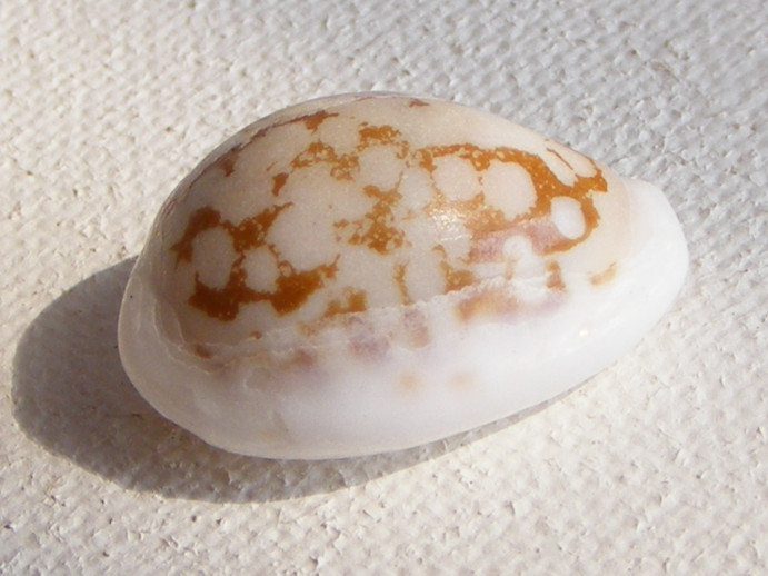 sieve cowrie