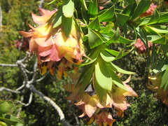 Liparia splendens splendens