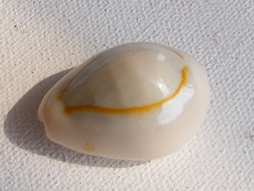 Monetaria annulus