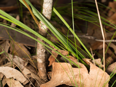 Lomandra multiflora multiflora
