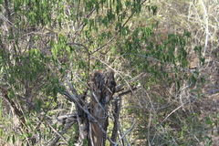 Oplurus cyclurus