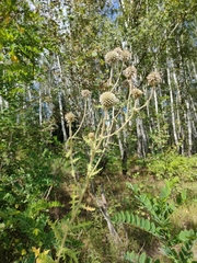 Echinops sphaerocephalus