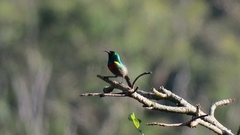 Cinnyris chalybeus albilateralis