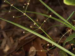 Lomandra multiflora multiflora