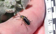 Trirhabda luteocincta