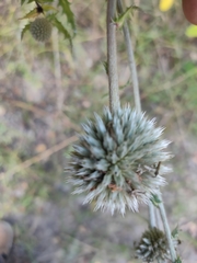 Echinops sphaerocephalus