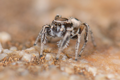 Habronattus clypeatus