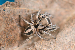 Habronattus clypeatus