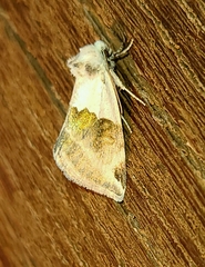 Plagiomimicus dimidiata