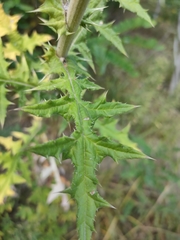 Echinops sphaerocephalus
