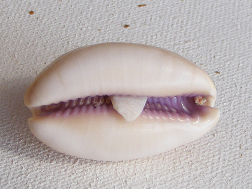 Lyncina carneola