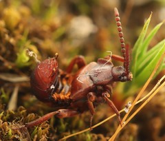 Lomechusoides strumosus