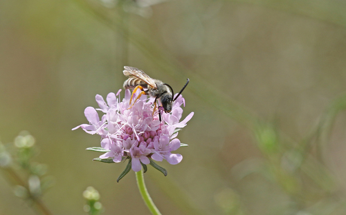 Great Banded Furrow Bee photo 3