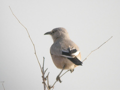 Turkestan Ground-Jay photo 2