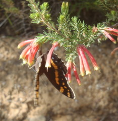 Aeropetes tulbaghia