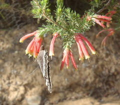 Aeropetes tulbaghia