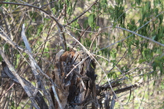 Oplurus cyclurus