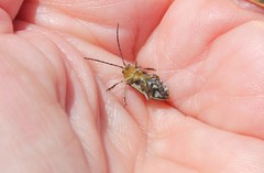 Trirhabda luteocincta