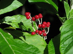 Solanum giganteum