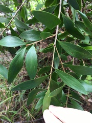 Persoonia amaliae