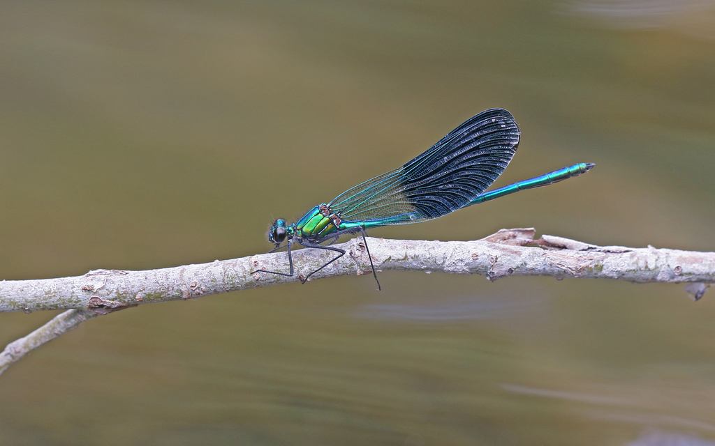 Western Demoiselle
