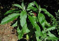 Solanum giganteum