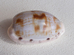 Talostolida pellucens