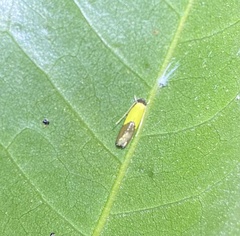Opogona protodoxa