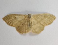 Idaea straminata