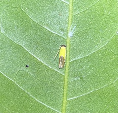 Opogona protodoxa