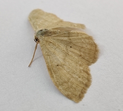 Idaea straminata