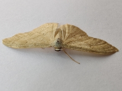 Idaea straminata