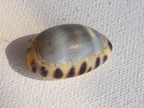 Melicerona felina