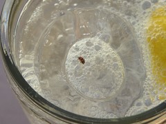 Poecilocrypticus formicophilus