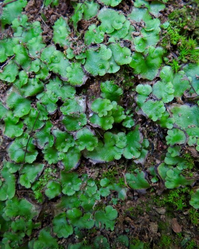 iNaturalist observation photo of California asterella